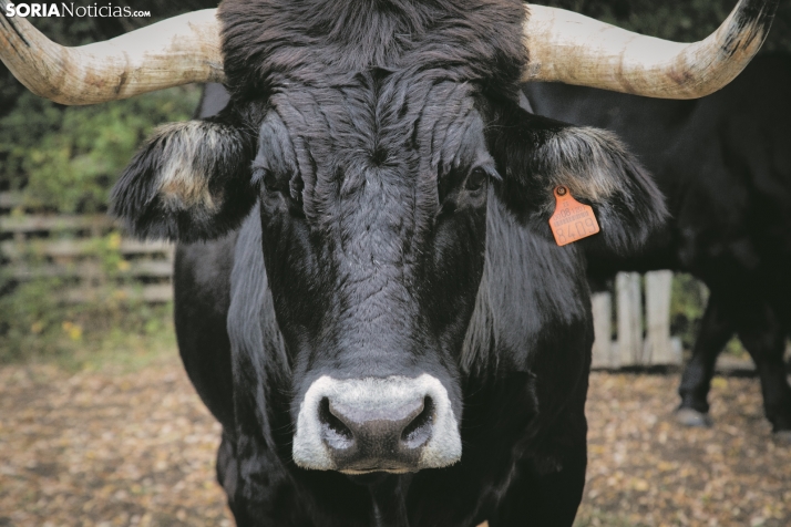 145.000 &euro; a impulsar y conservar las razas autóctonas de Castilla y León