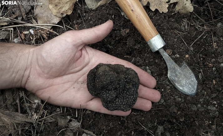 Serrano admite que el programa de ayudas a la trufa se queda corto