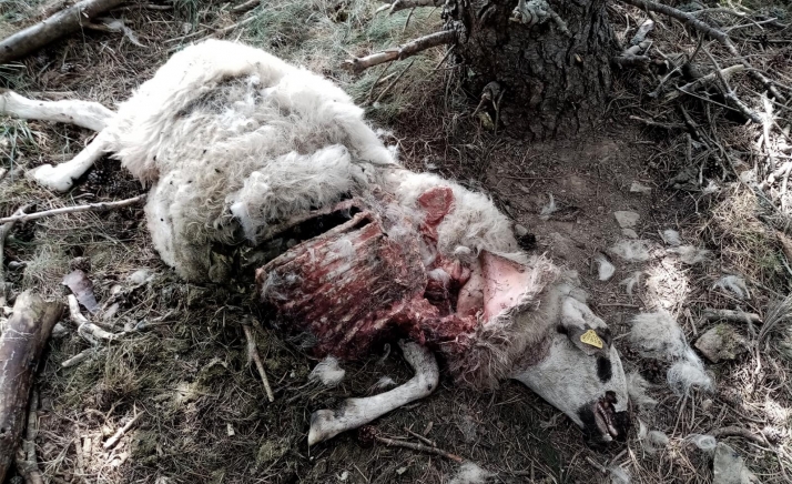 Uno de los animales muertos tras ser atacados por lobos. /UPA Soria