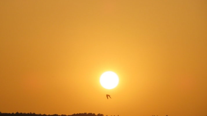 Castilla y León a 40 grados: 9 localidades de 6 provincias superan esa cifra en los termómetros 
