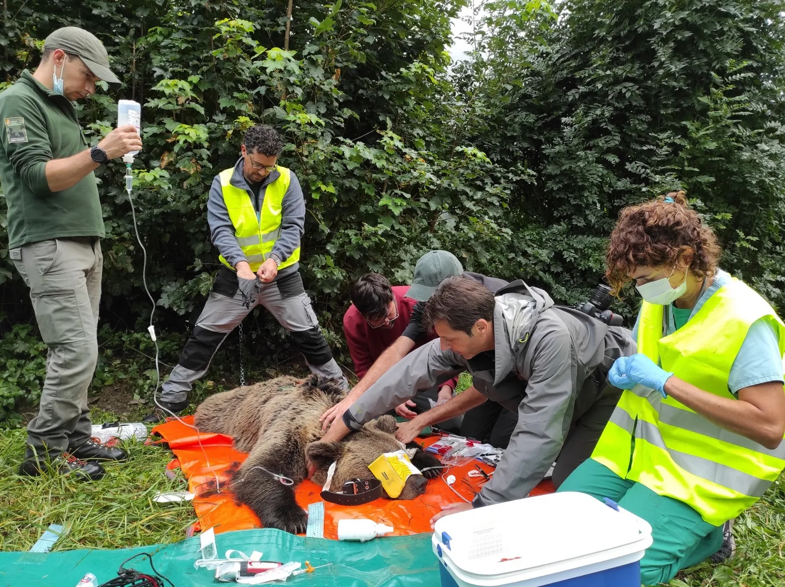 Foto 2 - El programa de captura y radiomarcaje de oso pardo en Castilla y Le&oacute;n se inicia con &eacute;xito con una osa en Alto Sil
