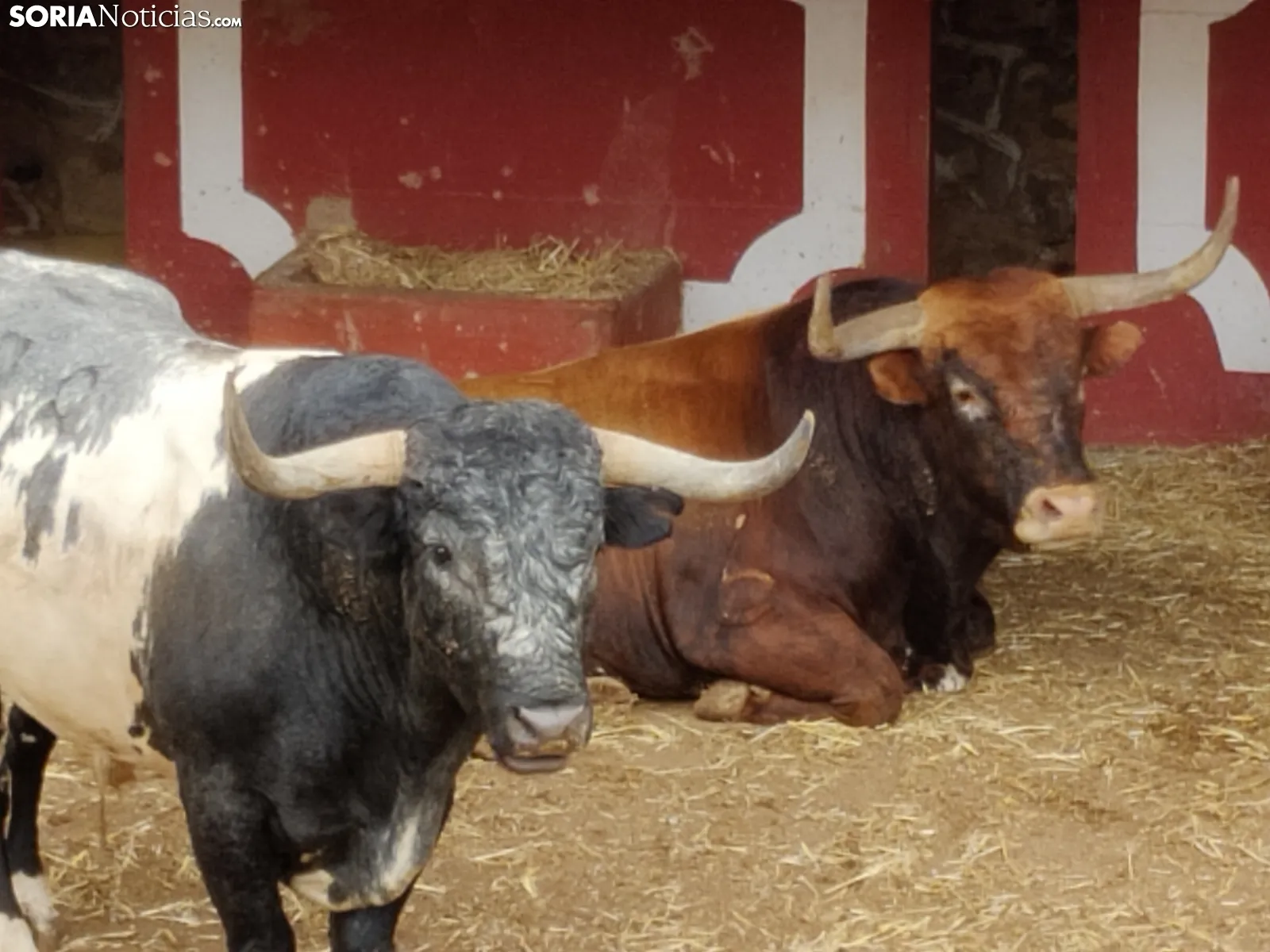 Los Miuras, imponentes, en la plaza de toros de Soria esta mañana. 