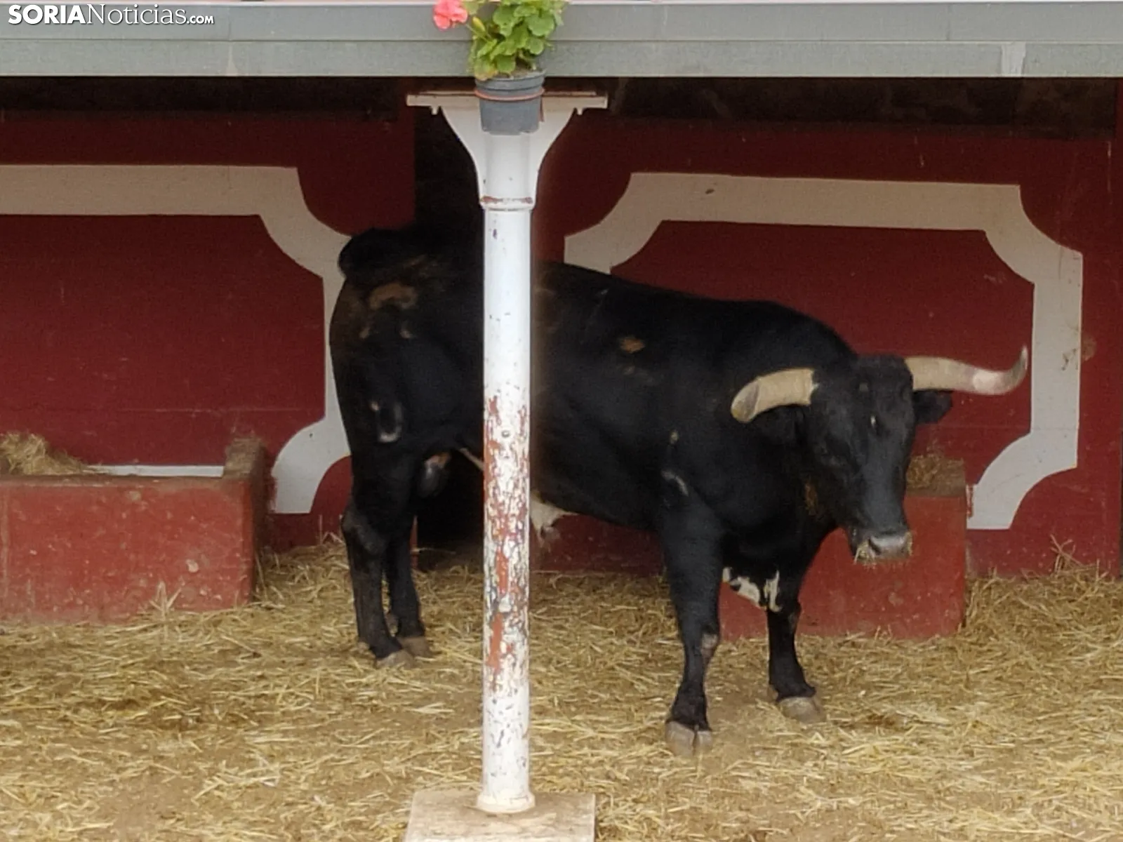 Los Miuras, imponentes, en la plaza de toros de Soria esta mañana. 