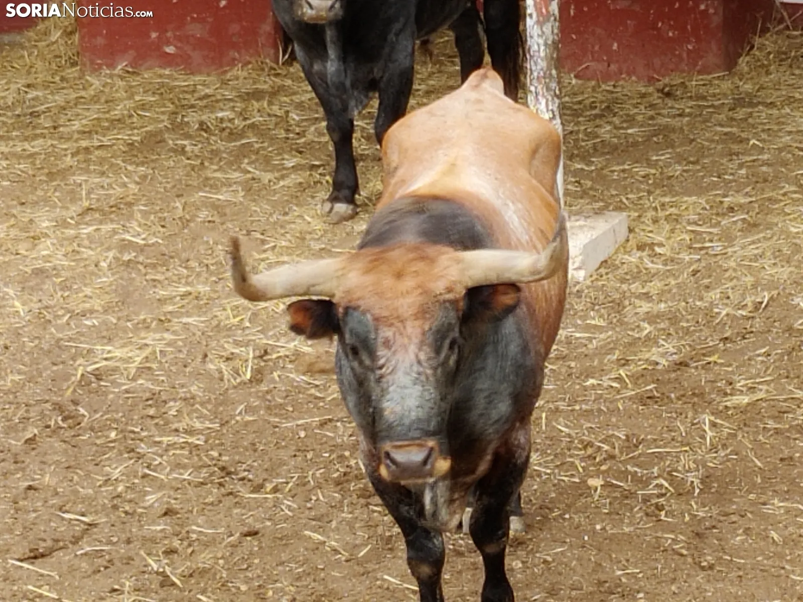 Los Miuras, imponentes, en la plaza de toros de Soria esta mañana. 