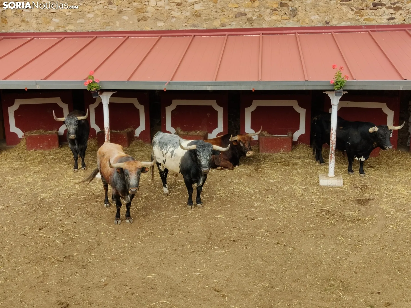 Los Miuras, imponentes, en la plaza de toros de Soria esta mañana. 