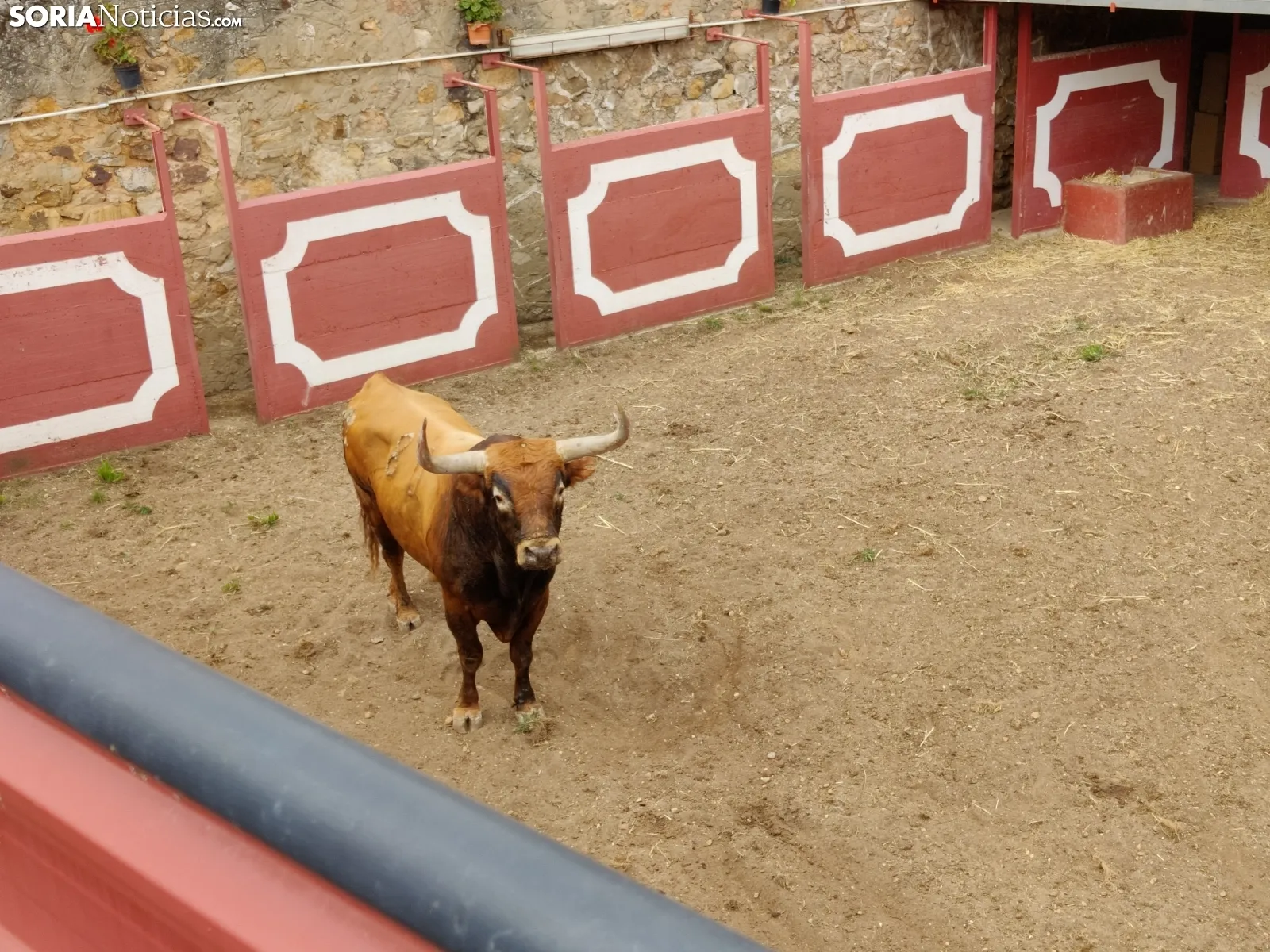 Los Miuras, imponentes, en la plaza de toros de Soria esta mañana. 