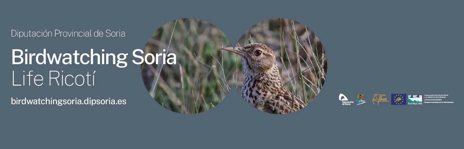 Foto 2 - La riqueza ornitol&oacute;gica de Soria, presente en la Feria Internacional MADbird FAIR