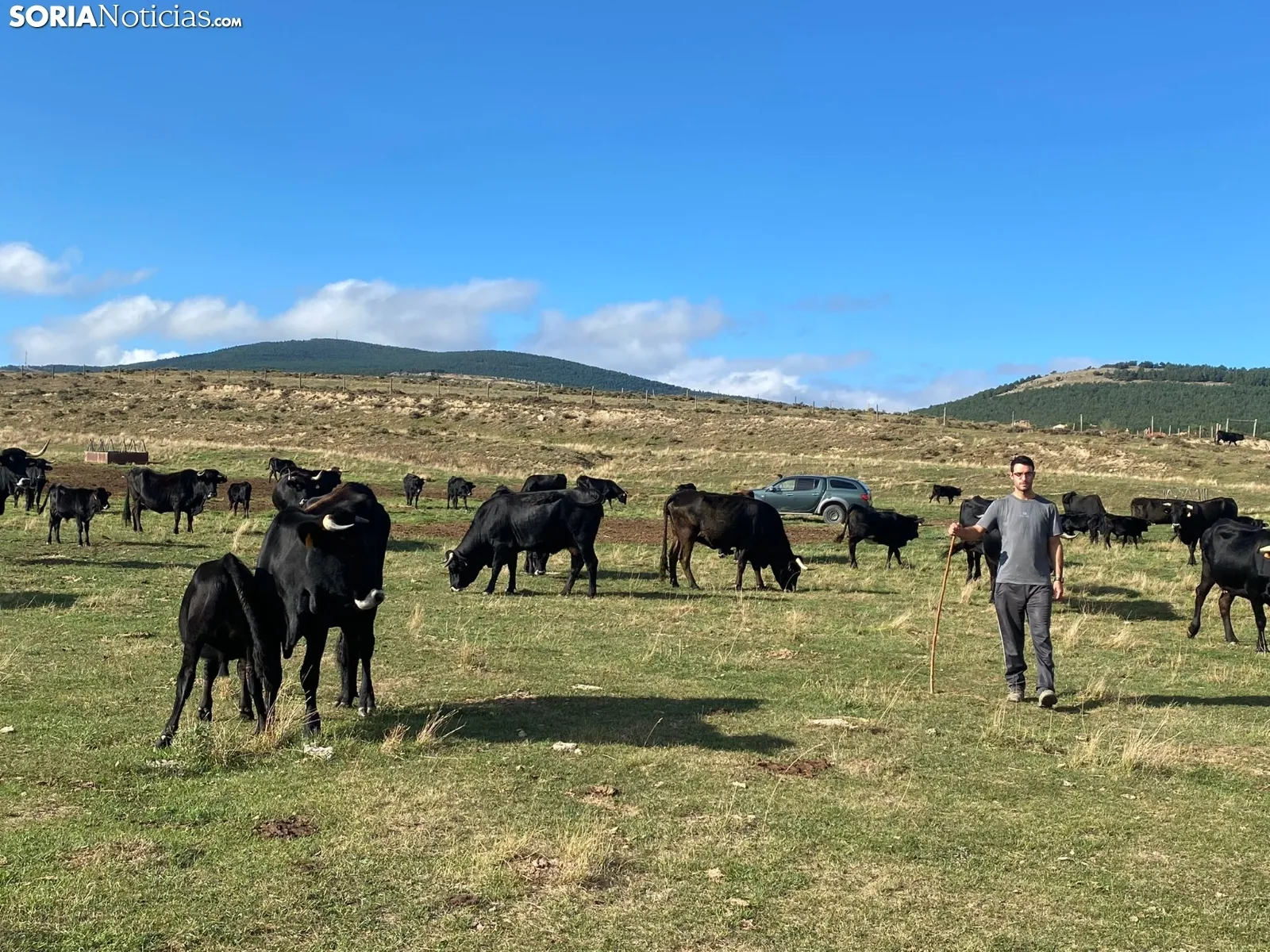 Alejandro García con algunas de sus vacas negras serranas sorianas.