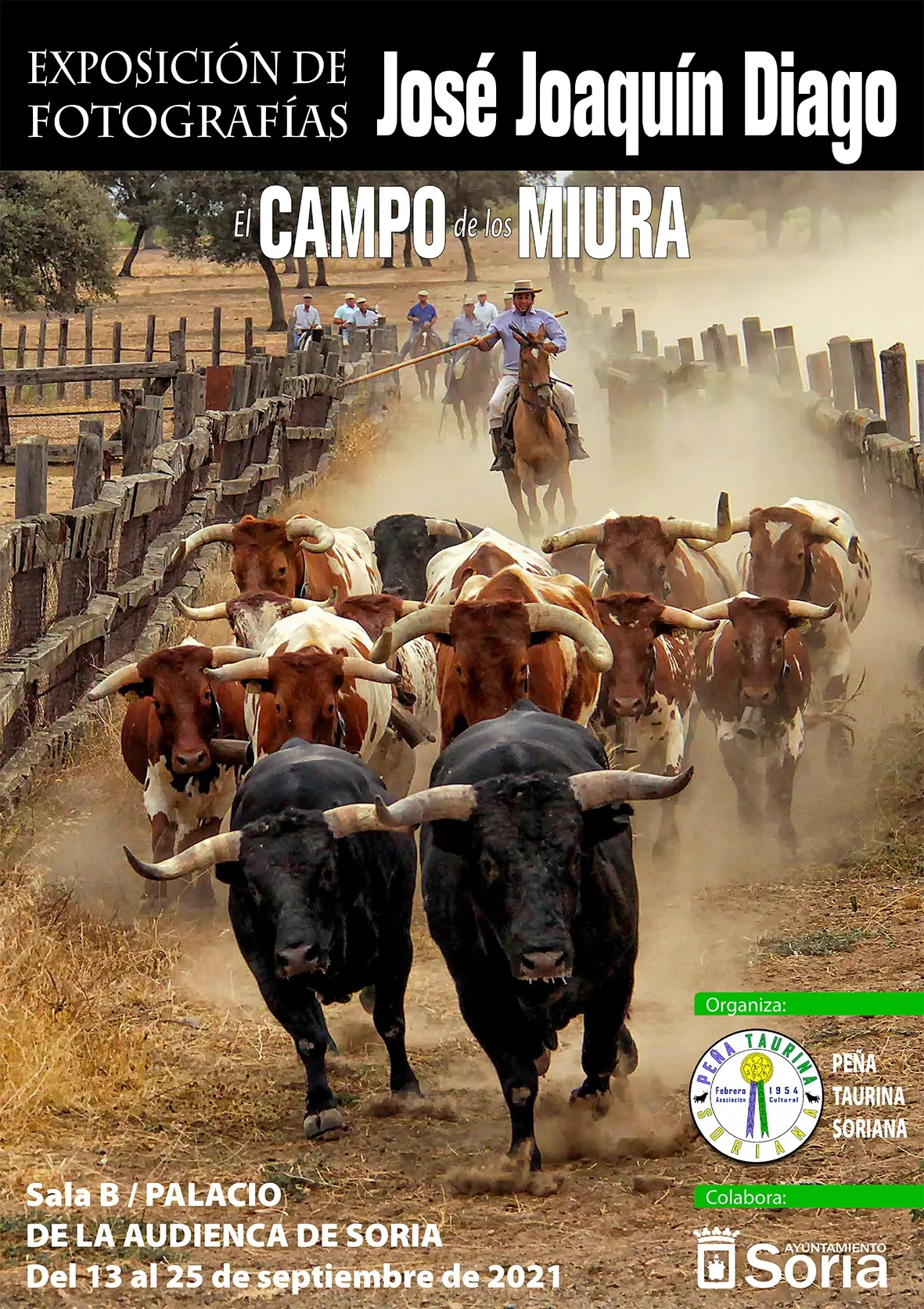 Foto 2 - Soria acoger&aacute; la exposici&oacute;n 'El Campo de los Miura'
