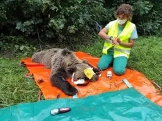 Foto 3 - El programa de captura y radiomarcaje de oso pardo en Castilla y Le&oacute;n se inicia con &eacute;xito con una osa en Alto Sil