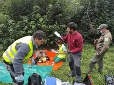 Foto 4 - El programa de captura y radiomarcaje de oso pardo en Castilla y Le&oacute;n se inicia con &eacute;xito con una osa en Alto Sil
