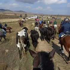 Foto 2 - &Aacute;greda celebra su jornada trashumante 