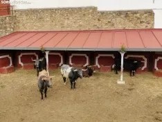 Los Miuras, imponentes, en la plaza de toros de Soria esta mañana. 