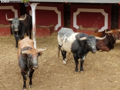 Los Miuras, imponentes, en la plaza de toros de Soria esta mañana. 