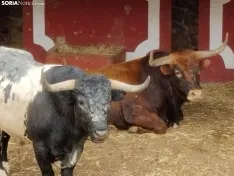 Los Miuras, imponentes, en la plaza de toros de Soria esta mañana. 