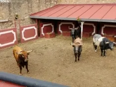Los Miuras, imponentes, en la plaza de toros de Soria esta mañana. 