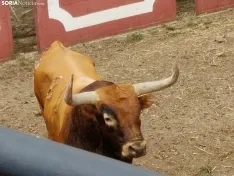 Los Miuras, imponentes, en la plaza de toros de Soria esta mañana. 