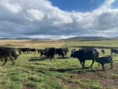 Alejandro García con algunas de sus vacas negras serranas sorianas.