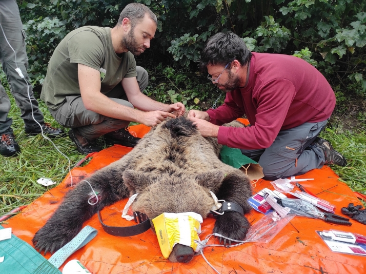 El programa de captura y radiomarcaje de oso pardo en Castilla y Le&oacute;n se inicia con &eacute;xito con un
