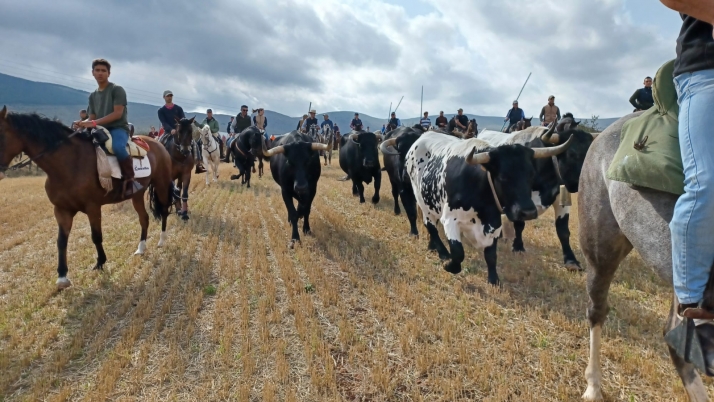 Ágreda celebra su jornada trashumante 