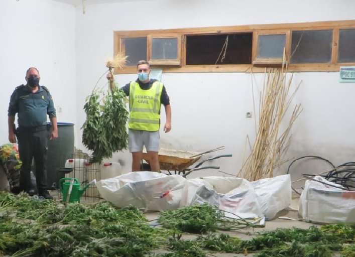 Sorprendido en Soria por la Guardia Civil cuando cultivaba 9 plantas de Marihuana