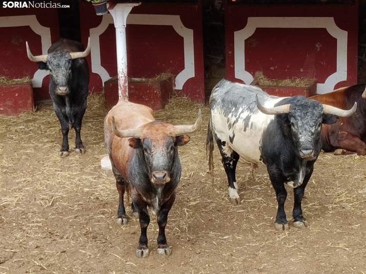 Fotos | Así son los Miuras de mañana en Soria: Casi 700 kilos de toro