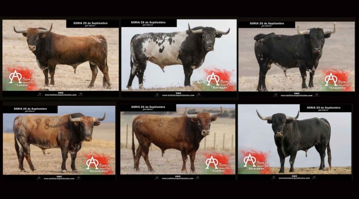 Estos son los miuras que se lidiarán en Soria el día 25