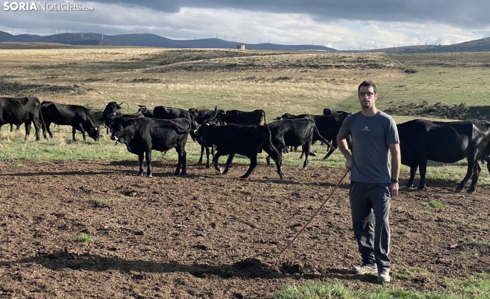 Alejandro García con algunas de sus vacas negras serranas sorianas.