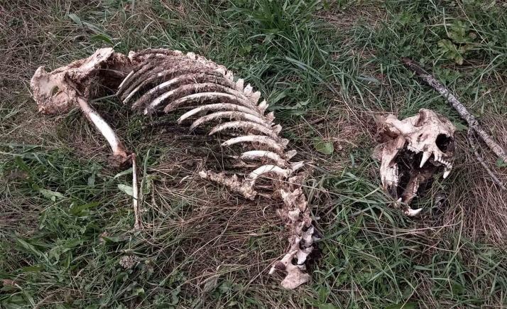 Aparecen los restos esqueletizados de un ejemplar adulto de oso pardo en Fasgar (León) 