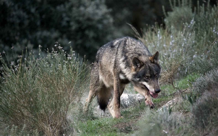 El PSOE apoyará la presentación de un recurso contra la orden del lobo pero no admite lecciones de la Junta
