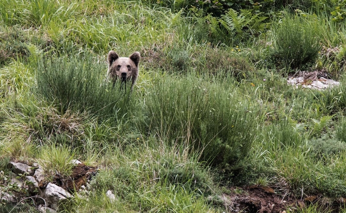Publicada la subvención de dispositivos de protección ganadera frente al oso pardo