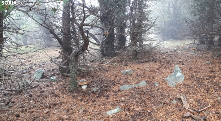 Ya se dejan ver las primeras setas en los montes de Soria