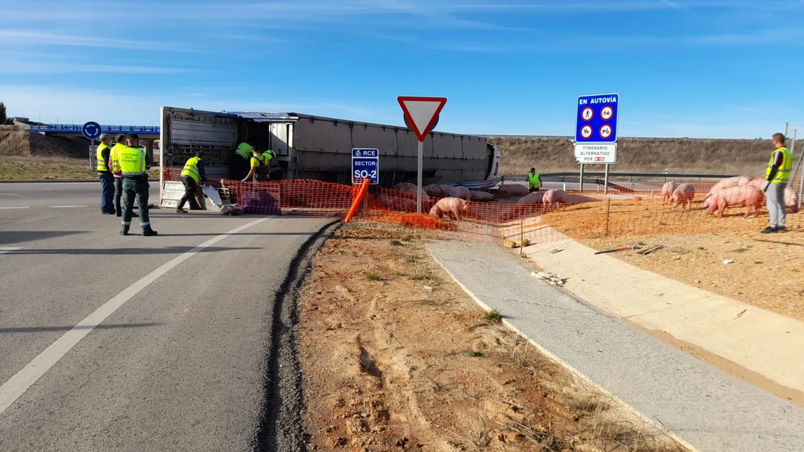 Foto 11 - Accidente de un cami&oacute;n con 200 cerdos en Soria