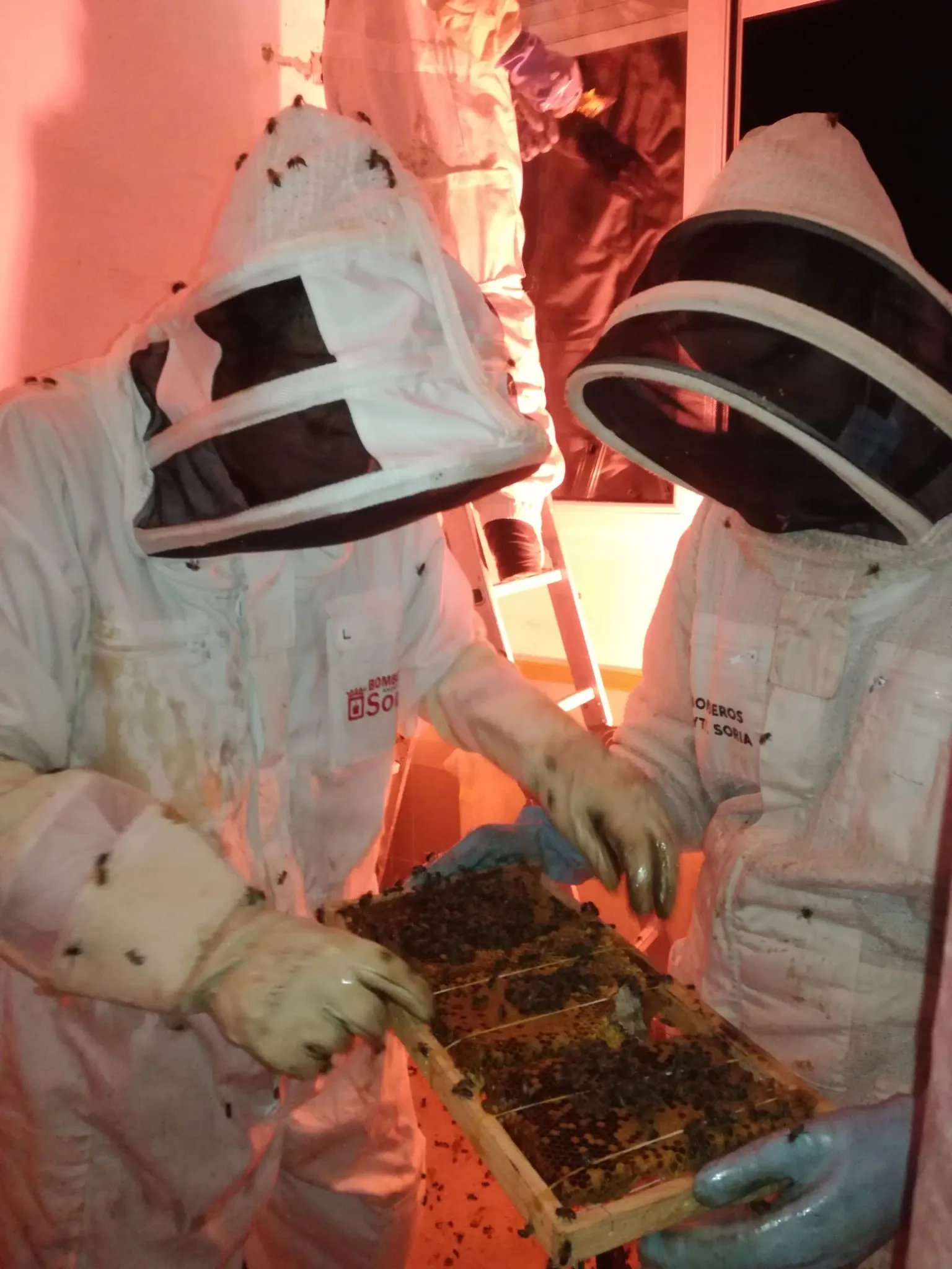 Foto 2 - Retiran en Soria un enjambre con 30.000 abejas