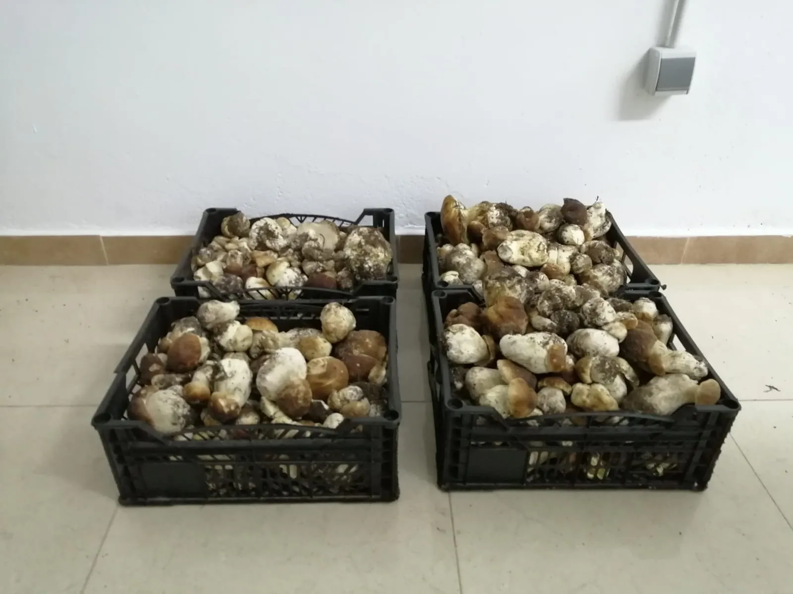 Foto 2 - Incautados m&aacute;s de 90 kilos de boletus en el coto de Pinares Urbi&oacute;n