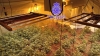 Foto 1 - Desmantelado un laboratorio de marihuana en Valladolid con 500 plantas