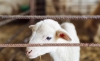 Foto 1 - Cuantifican el impacto económico de los abortos por toxoplasmosis en rebaños de ovino