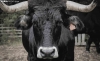 Una vaca serrana negra soriana. /María Ferrer