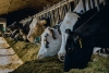 Foto 1 - Reportaje | El dilema de Noviercas: Pros y contras de la vaquería