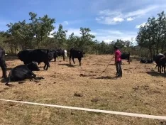 Jorge Conte García con sus vacas en Novierca. Guillermo Gracia