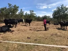 Jorge Conte García con sus vacas en Novierca. Guillermo Gracia