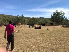 Jorge Conte García con sus vacas en Novierca. Guillermo Gracia