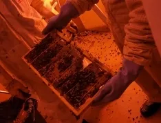 Foto 3 - Retiran en Soria un enjambre con 30.000 abejas