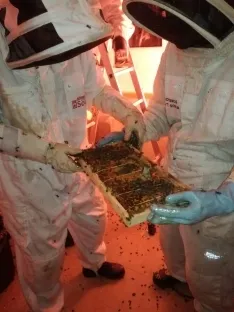 Foto 4 - Retiran en Soria un enjambre con 30.000 abejas