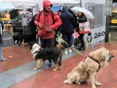 Foto 3 - La lluvia impide la celebraci&oacute;n de la I Feria de Mascotas de Soria