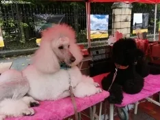Foto 8 - La lluvia impide la celebraci&oacute;n de la I Feria de Mascotas de Soria