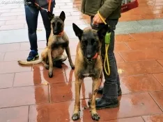 Foto 7 - La lluvia impide la celebraci&oacute;n de la I Feria de Mascotas de Soria