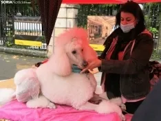 Foto 6 - La lluvia impide la celebraci&oacute;n de la I Feria de Mascotas de Soria