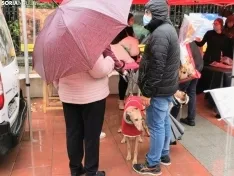 Foto 5 - La lluvia impide la celebraci&oacute;n de la I Feria de Mascotas de Soria
