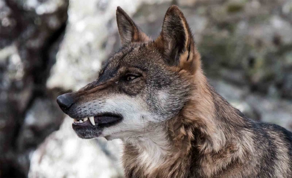 Castilla y León, Asturias, Cantabria y Galicia constituyen el Grupo de Trabajo del lobo ibérico en el Noroeste de la Península y abandonan el tutelado por el Gobierno